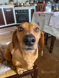 Bassotto disponibile per monta