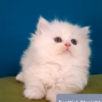 Cuccioli di Scottish straight longhair