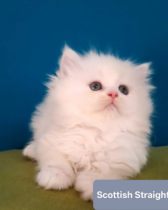 Cuccioli di Scottish straight longhair