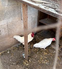 Coppia di galline nane