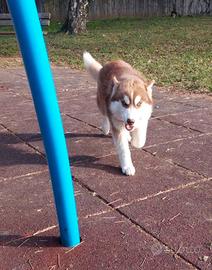 Cane siberian husky