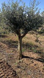 Alberi di olivo