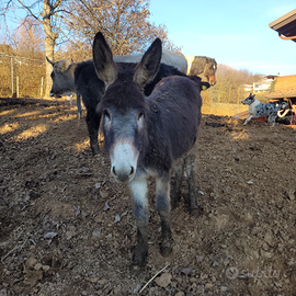 Asinello asino fattoria didattica