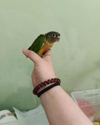 pyrrhura maschio allevato a mano