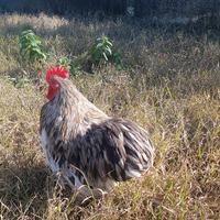 Gallo razza coconcina