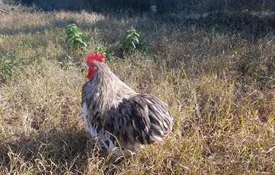 Gallo razza coconcina