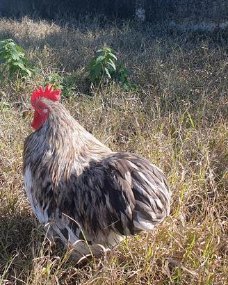 Gallo razza coconcina