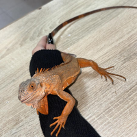Iguana iguana red