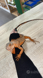 Iguana iguana red