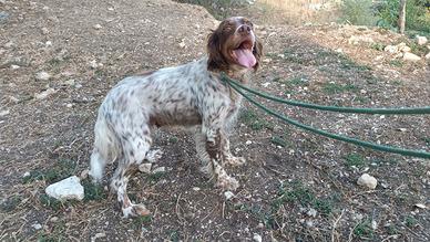 Setter