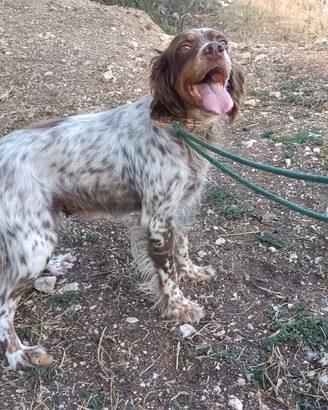 Setter