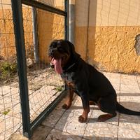 Rottweiler femmina