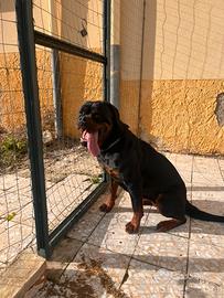 Rottweiler femmina