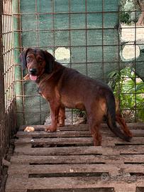 Dachsbracke