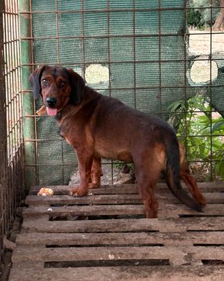 Dachsbracke
