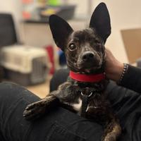 Cucciolo taglia piccola mix terrier/pincher