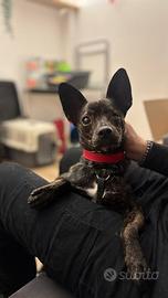 Cucciolo taglia piccola mix terrier/pincher