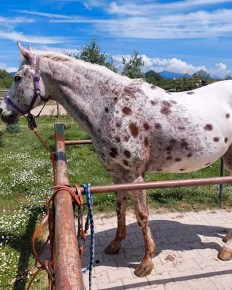 Appaloosa