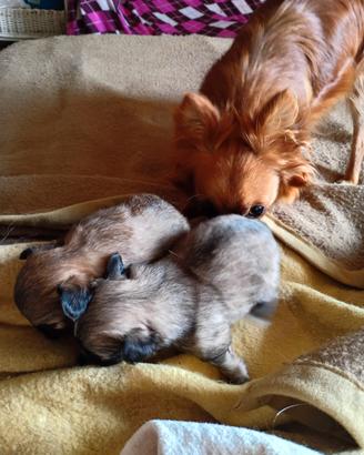 Cuccioli di chihuahua maschi a pelo lungo