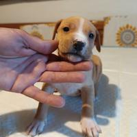 Pitbull