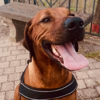 Rhodesian ridgeback maschio monta accoppiamento