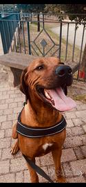 Rhodesian ridgeback maschio monta accoppiamento