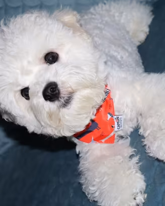Cagnioli,cuccioli Bichon a poil frisè, razza pura