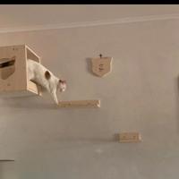 Percorso per gatti in legno 5 pezzi 