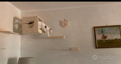 Percorso per gatti in legno 5 pezzi 