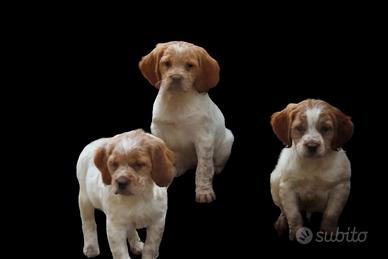 Cuccioli di Épagneul Breton