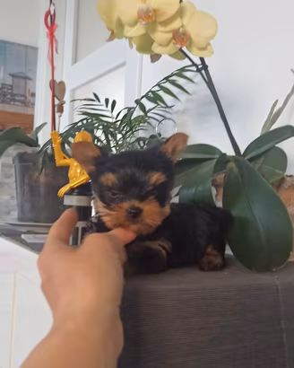 Cucciola Yorkshire con pedigree