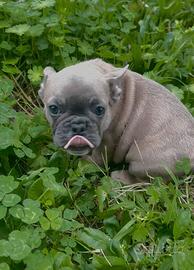 Bulldog francese