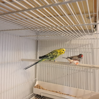 Cocorita e diamante mandarino