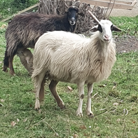 Pecora incrocio beliciana