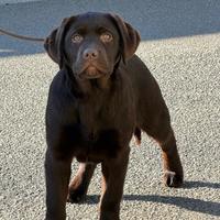 Cucciola labrador chocolate