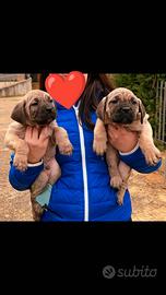 Cuccioli di Cane Corso