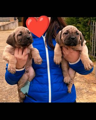Cuccioli di Cane Corso