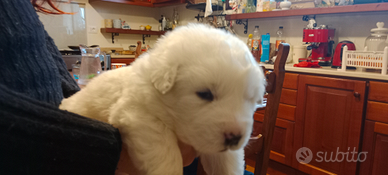 Cuccioli di Pastore Maremmano Abruzzese