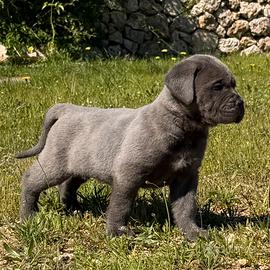Cuccioli grigi cane corso