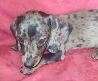 Bassotto tedesco cucciolotti kaninchen