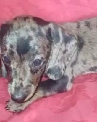 Bassotto tedesco cucciolotti kaninchen