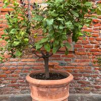 Piante di limone completo di vaso