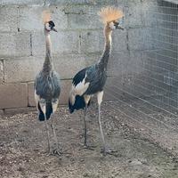 Gru coronate e damigella