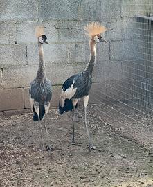 Gru coronate e damigella