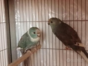 Kakariki