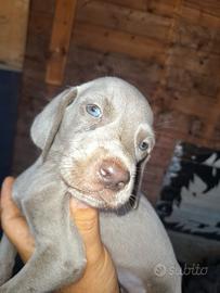 Cuccioli di weimaraner