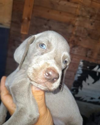Cuccioli di weimaraner