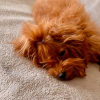 Mini toy barboncini sangue asiatico