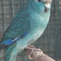 Kakariki fronte rossa