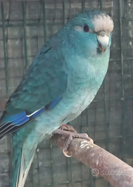 Kakariki fronte rossa